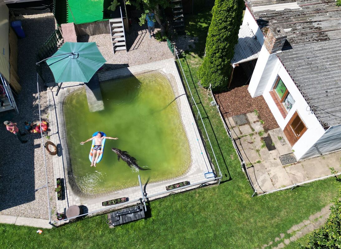 Alligator-Dame Frau Meyer im Gartenpool Alligator-Dame Frau Meyer im Gartenpool