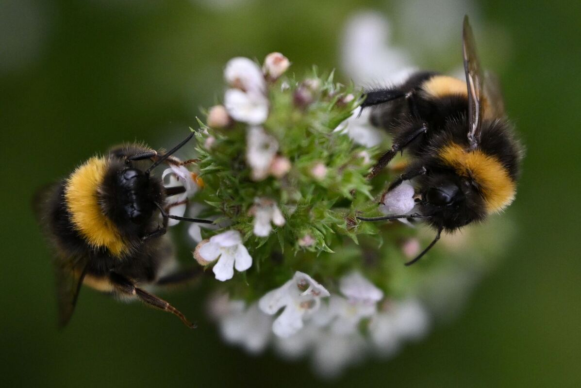 Hummeln auf dem Frankfurter Lohrberg