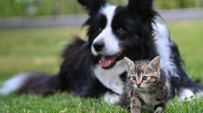 Hund und Katze Sollen die Tiere im Reutlinger Tierheim direkt von der Hundesteuer profitieren? (Symbolbild)