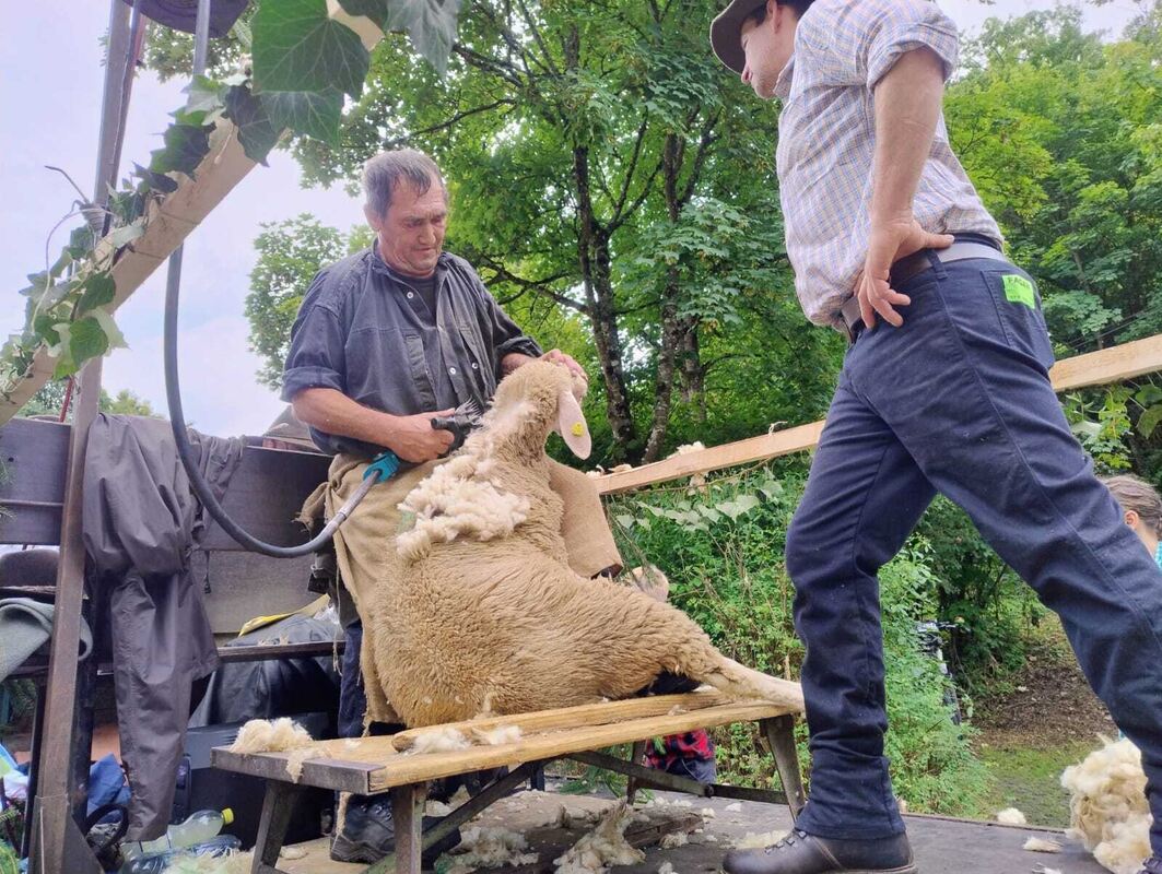 Schäferlauf 2025 (2)