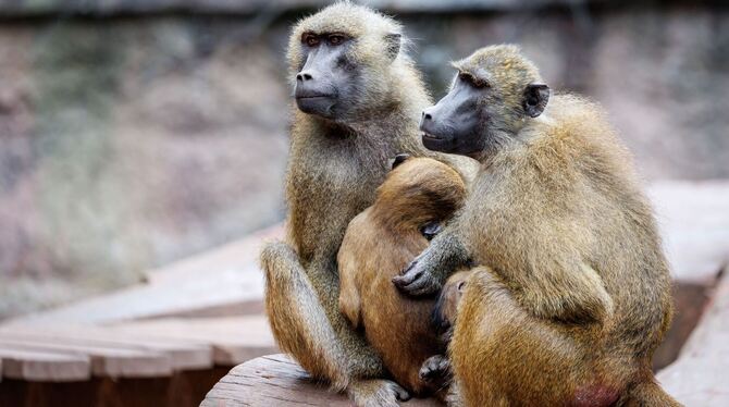 Guinea-Paviane im Tiergarten Nürnberg