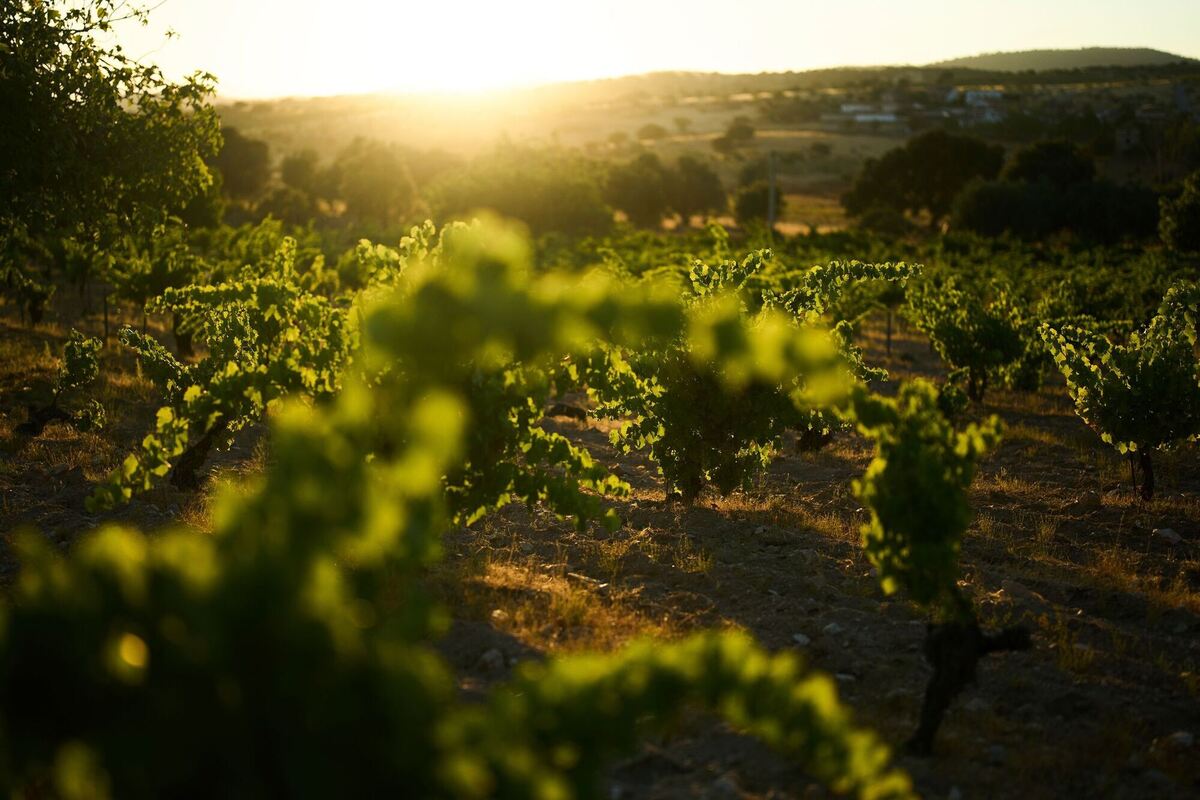 Weinanbau in Spanien
