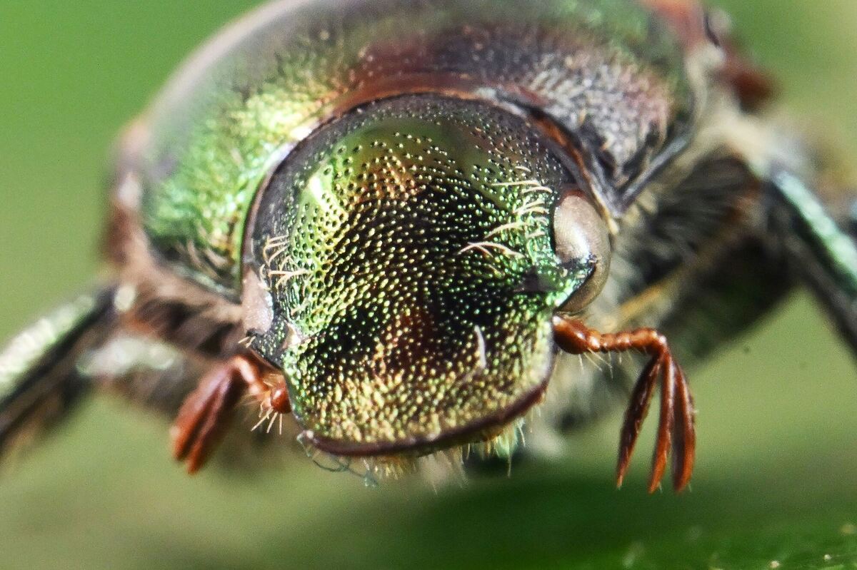 Japankäfer Japankäfer