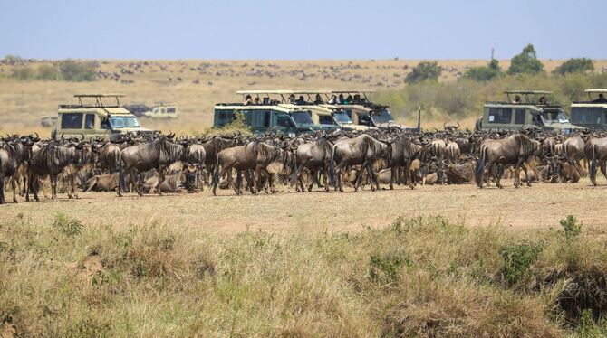 Masai Mara Nationalreservat in Kenia Masai Mara Nationalreservat in Kenia