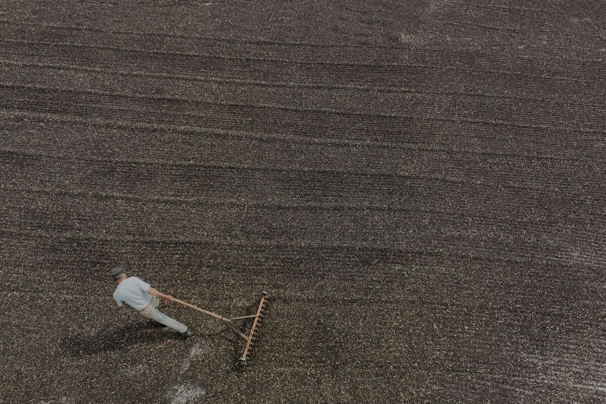 Kaffeeproduktion in Brasilien Kaffeeproduktion in Brasilien