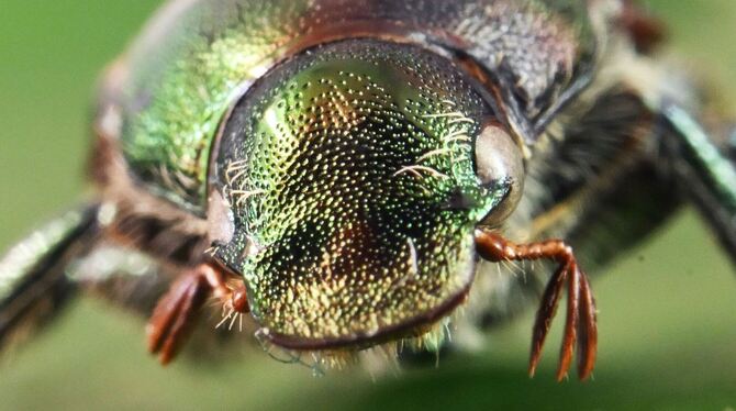 Japankäfer Japankäfer