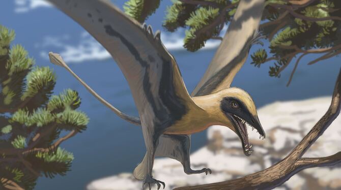 Rekonstruktion des Flugsauriers Eudimorphodon Rekonstruktion des Flugsauriers Eudimorphodon