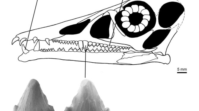 Zähne des Flugsauriers Eudimorphodon Zähne des Flugsauriers Eudimorphodon