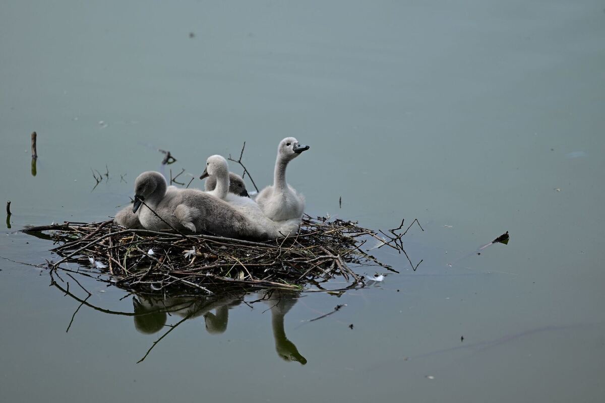Schwanenjunge im Volkspark Mariendorf Schwanenjunge im Volkspark Mariendorf