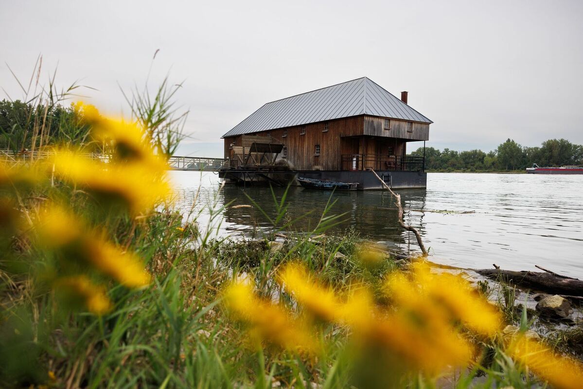 Rheinschiffsmühle Ginsheim Rheinschiffsmühle Ginsheim