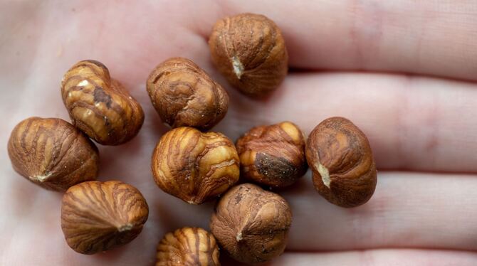 Haselnusskerne Haselnusskerne