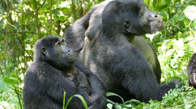 Berggorillas in Uganda Berggorillas in Uganda