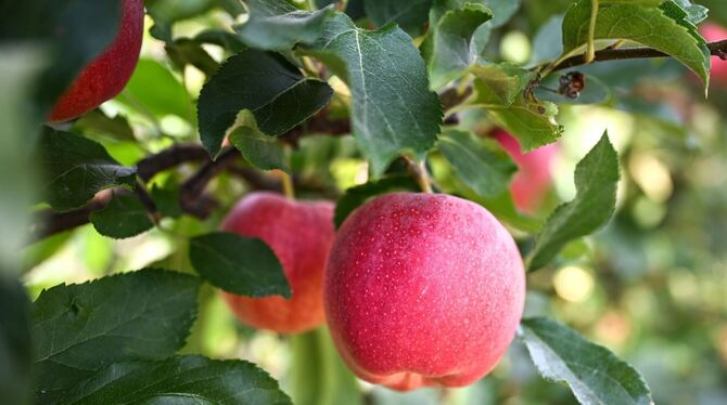 Äpfel am Bodensee Äpfel am Bodensee