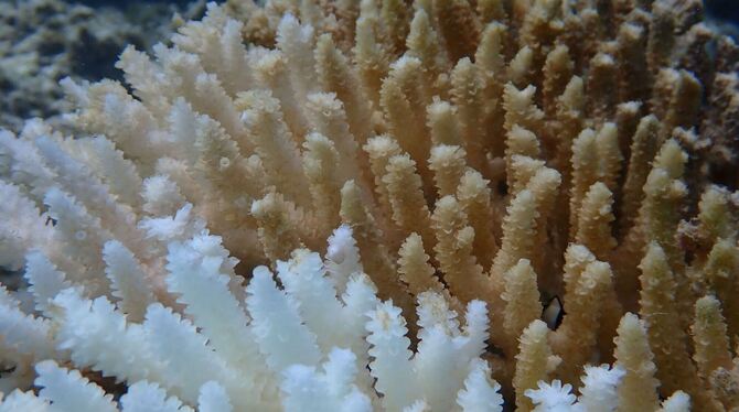 Korallenbleiche in Westaustralien Korallenbleiche in Westaustralien