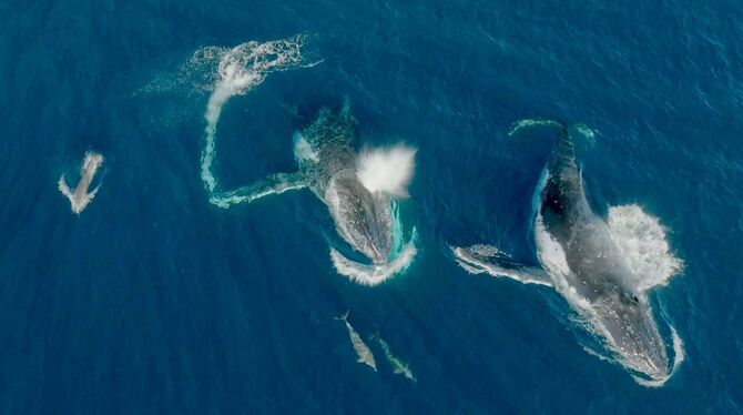 Delfine spielen mit Buckelwalen Delfine spielen mit Buckelwalen