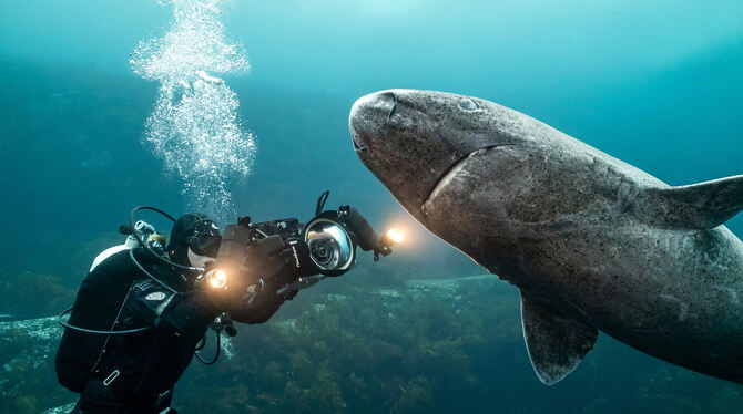KINA Unterwasser-Filmerin Christina Karliczek bei ihrer Arbeit für »Haie eiskalt«