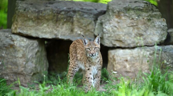 Luchs Luchs