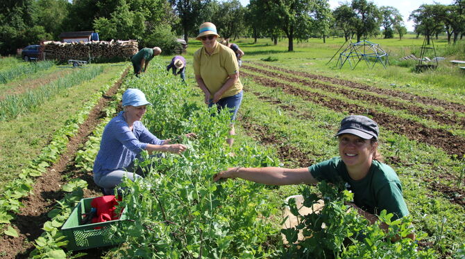 Monika Werner (vorne) hat das Solawi-Prinzip auf die Schwäbische Alb gebracht und viele Mithelfende engagieren sich bei der soli