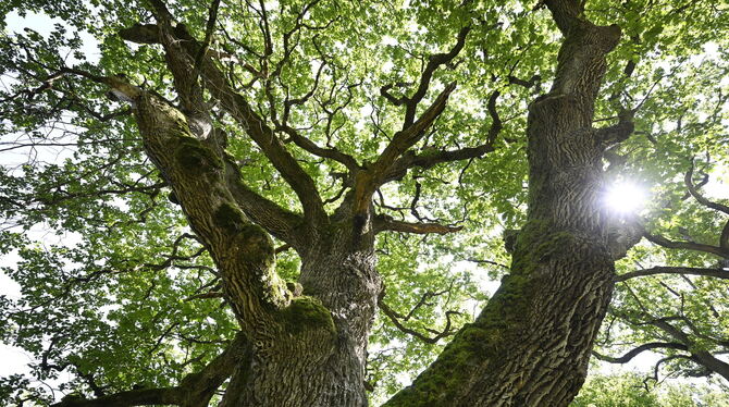 Die Bäume des Wasenwaldes bieten viel Schatten.