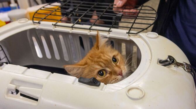 Tierärzte Tierärzte