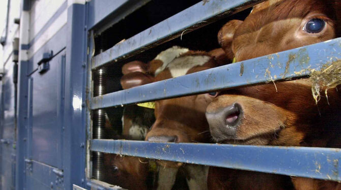 Vermischtes, Tiere, Umwelt, Kriminalität, Deutschland, tiertransporter, Kalb, Kälber, Rinder, Tierexport, lno, hsh Kälber auf einem Transportfahrzeug: Der Reutlinger Kreisveterinäramtsleiter Dr. Thomas Buckenmaier war mit Animal Welfare dreima