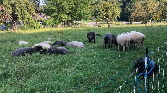 Schaf geköpft, Reutlingen, Orschel-Hagen Aus dieser Schafherde nahmen die von der Polizei gesuchten Unbekannten ein Tier, trennten ihm den Kopf ab und warfen diesen sowi