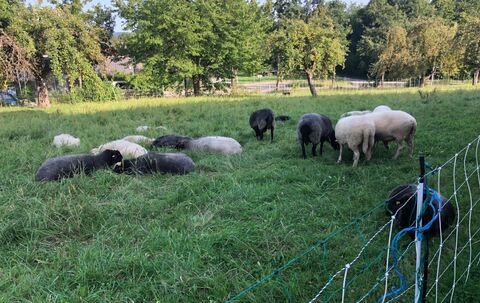 Aus dieser Schafherde nahmen die von der Polizei gesuchten Unbekannten ein Tier, trennten ihm den Kopf ab und warfen diesen sowi