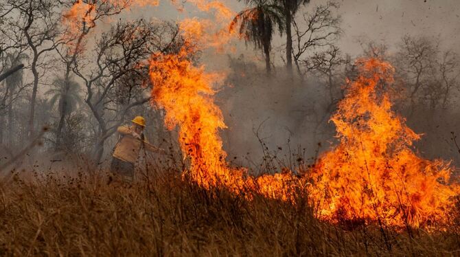 Amazonas verliert in 40 Jahren Fläche größer als Spanien Amazonas verliert in 40 Jahren Fläche größer als Spanien