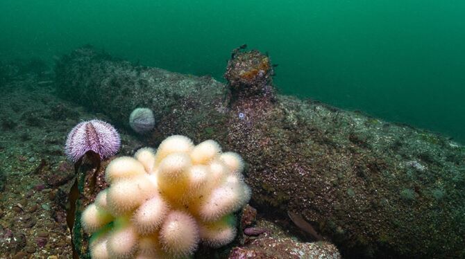 Kanonen vor Helgoland Kanonen vor Helgoland