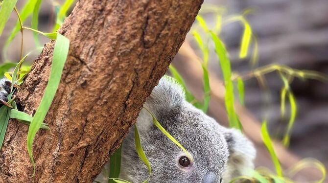 Koala-Jungtier Jimbelung Koala-Jungtier Jimbelung