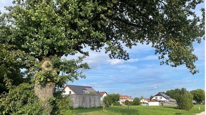 Walddorfhäslach Häslach Häslacher Weg Brachfläche Grundsteuer C In Walddorfhäslach gibt es einige Brachflächen, wie hier am Häslacher Weg. Wenn die Grundsteuer C eingeführt würde, müssten die