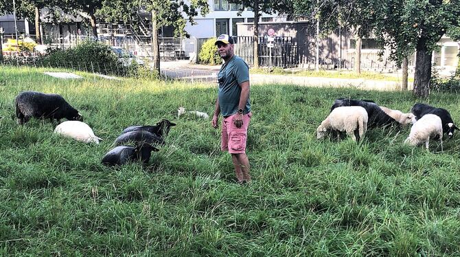 Geköpftes Schaf, Reutlingen, Orschel-Hagen Sven Bruhn ist seit vielen Jahren Schafhalter. Er hält die Tiere aus Leidenschaft und als Hobby. Dass eines seiner Schafe von de