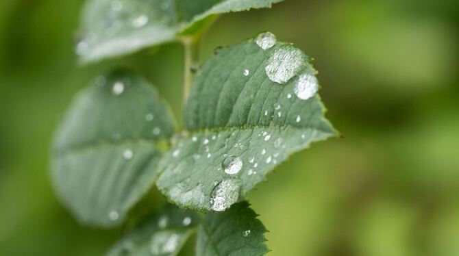 Viele Pflanzen haben von teils nassem Juli profitiert Viele Pflanzen haben von teils nassem Juli profitiert
