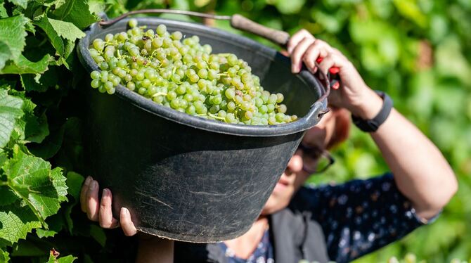 Beginn der Weinlese in der Pfalz Beginn der Weinlese in der Pfalz