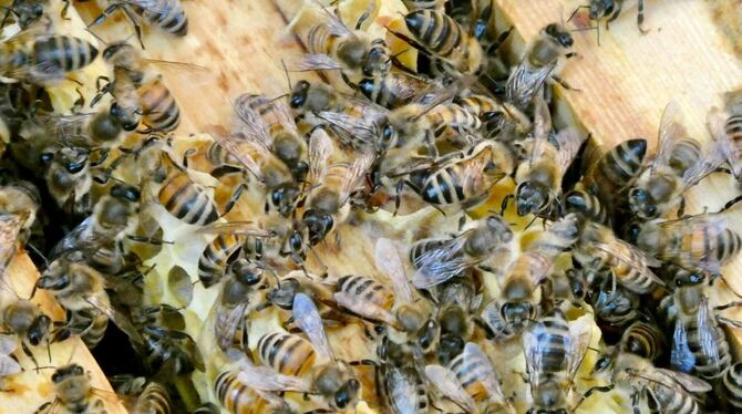 Hobby-Imkerei Hobby-Imkerei