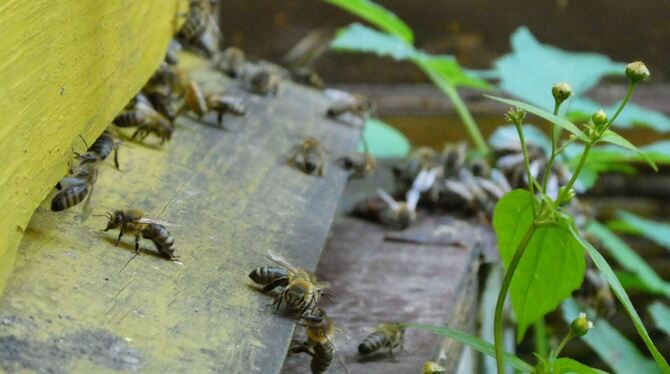 Hobby-Imkerei Hobby-Imkerei