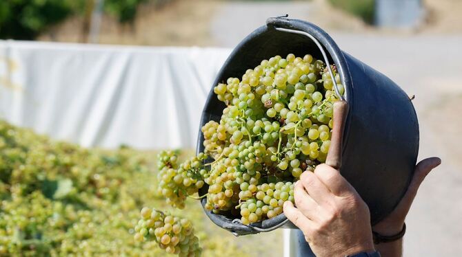 Lese der frühen Weinsorten für Federweißer beginnt Lese der frühen Weinsorten für Federweißer beginnt