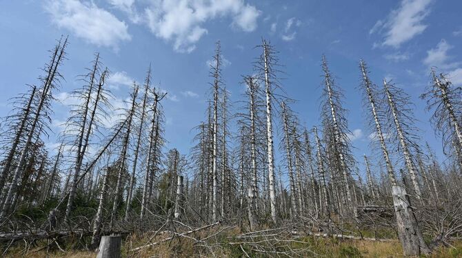 Wie der Klimawandel Deutschland verändert - Brockenfeldmoor Wie der Klimawandel Deutschland verändert - Brockenfeldmoor