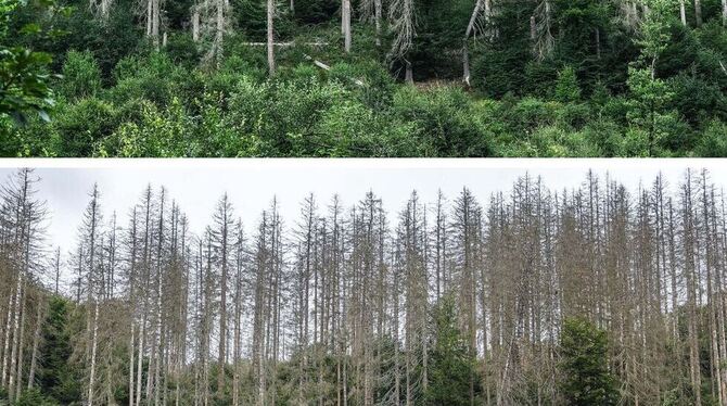 Wie der Klimawandel Deutschland verändert - Nationalpark Eifel Wie der Klimawandel Deutschland verändert - Nationalpark Eifel