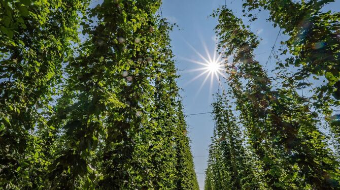 Hopfenanbau in Bayern Hopfenanbau in Bayern