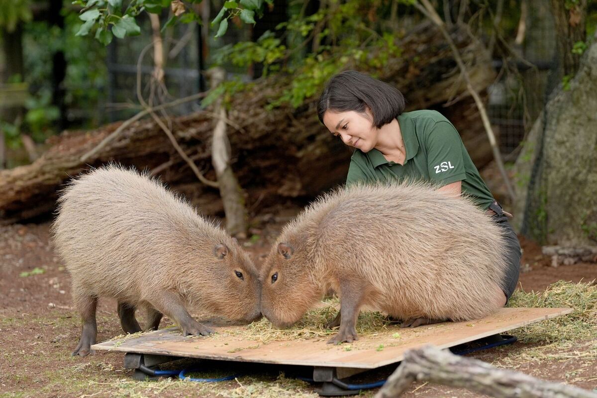 Jährliches Wiegen im ZSL Zoo in London Jährliches Wiegen im ZSL Zoo in London