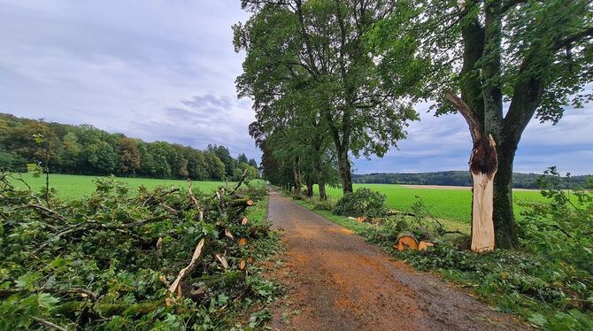 Beim Unwetter, das am 24. August 2023 durch den Landkreis Reutlingen fegte, hatten auch die alten Alleebäume beim Gestütshof St.