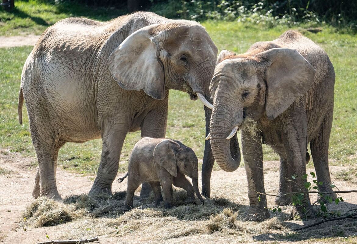 Elefantenbaby »Kaja« erkundet den Opel-Zoo Elefantenbaby »Kaja« erkundet den Opel-Zoo