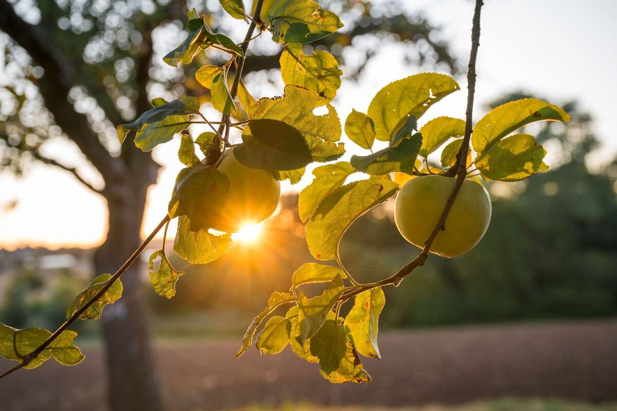 Sonnenaufgang über einer Streuobstwiese
