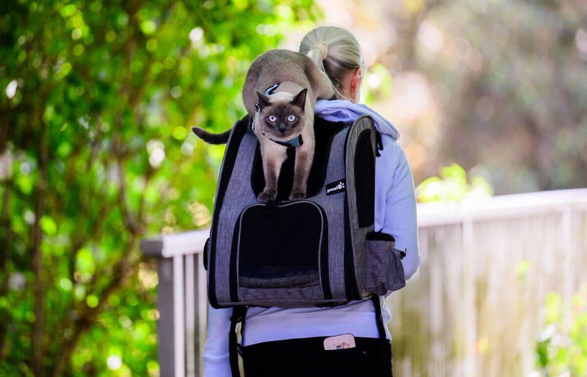 Hauskatze in Freiheit Hauskatze in Freiheit