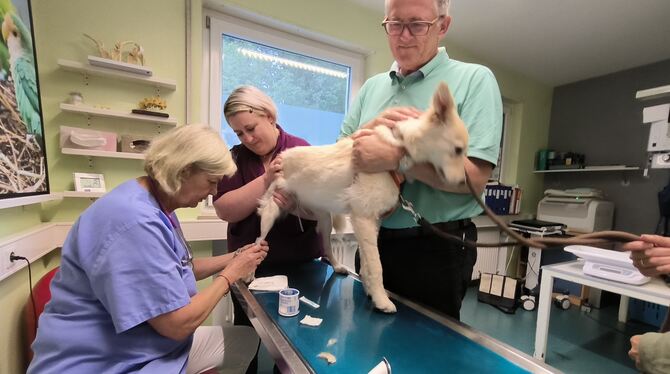 Michael Donth war im Rahmen seiner Sommertour einen Vormittag als »Praktikant« in der Kleintierpraxis von Dr. Uschi Wilgenbus in