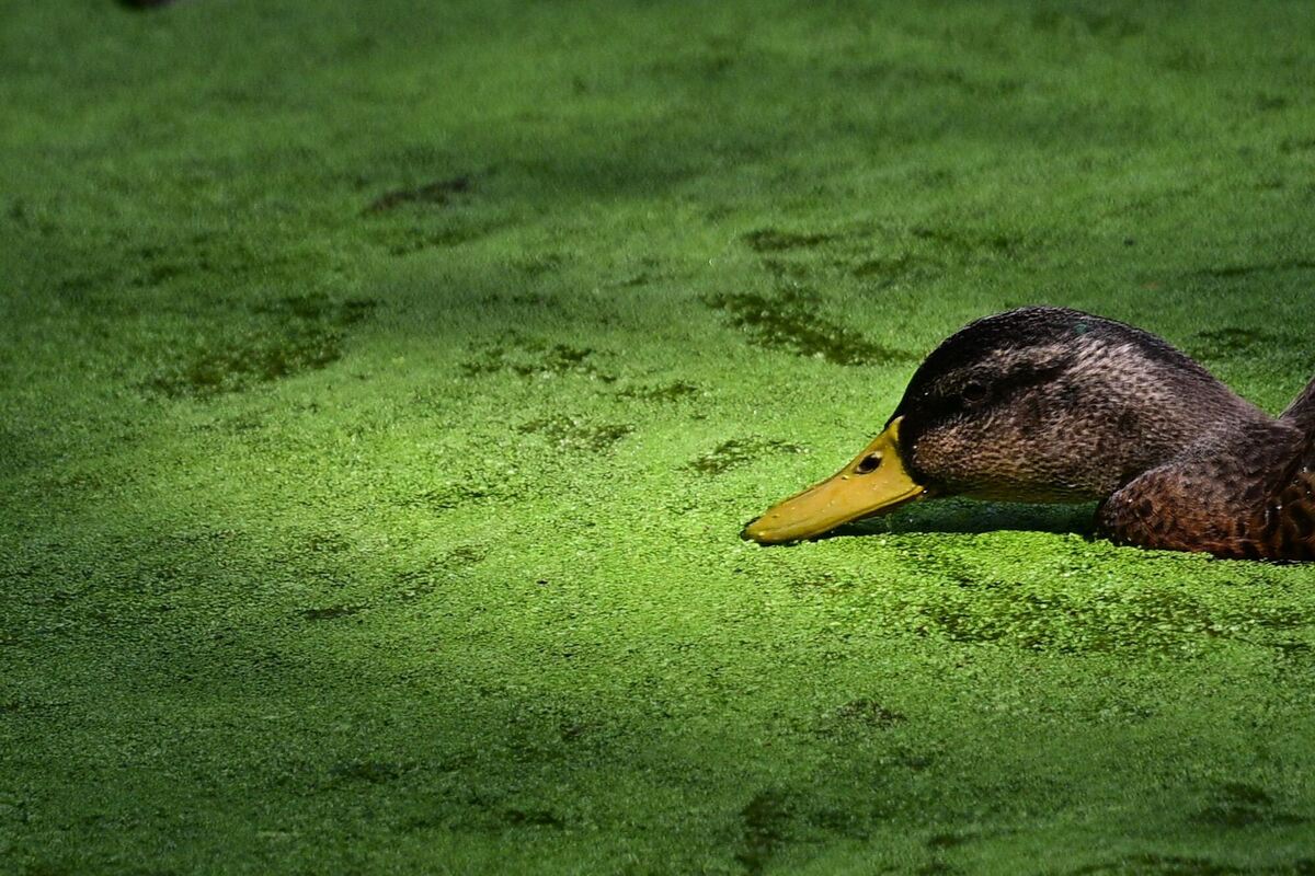 Entengrütze im Tiergarten Entengrütze im Tiergarten