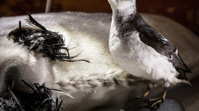 Kiviak besteht aus verfaulten Vögeln Kiviak besteht aus verfaulten Vögeln