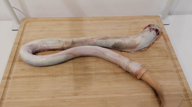 Disgusting Food Museum Stierpenisse werden in China gerne gegessen.