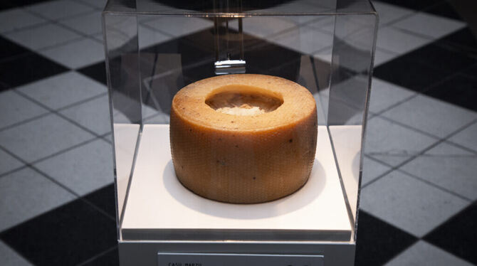 Disgusting Food Museum Casa Marzu im Disgusting Food Museum